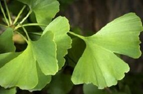Ginkgo Biloba-Blätter für das Peniswachstum
