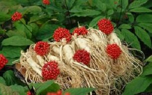 Ginseng erhöht die Durchblutung des Penis.