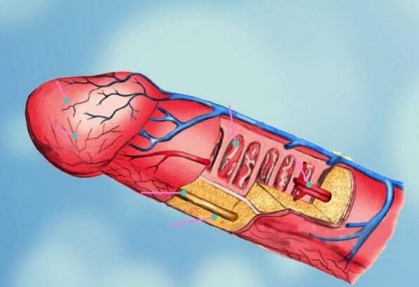 Penisstruktur und Kopfvergrößerung